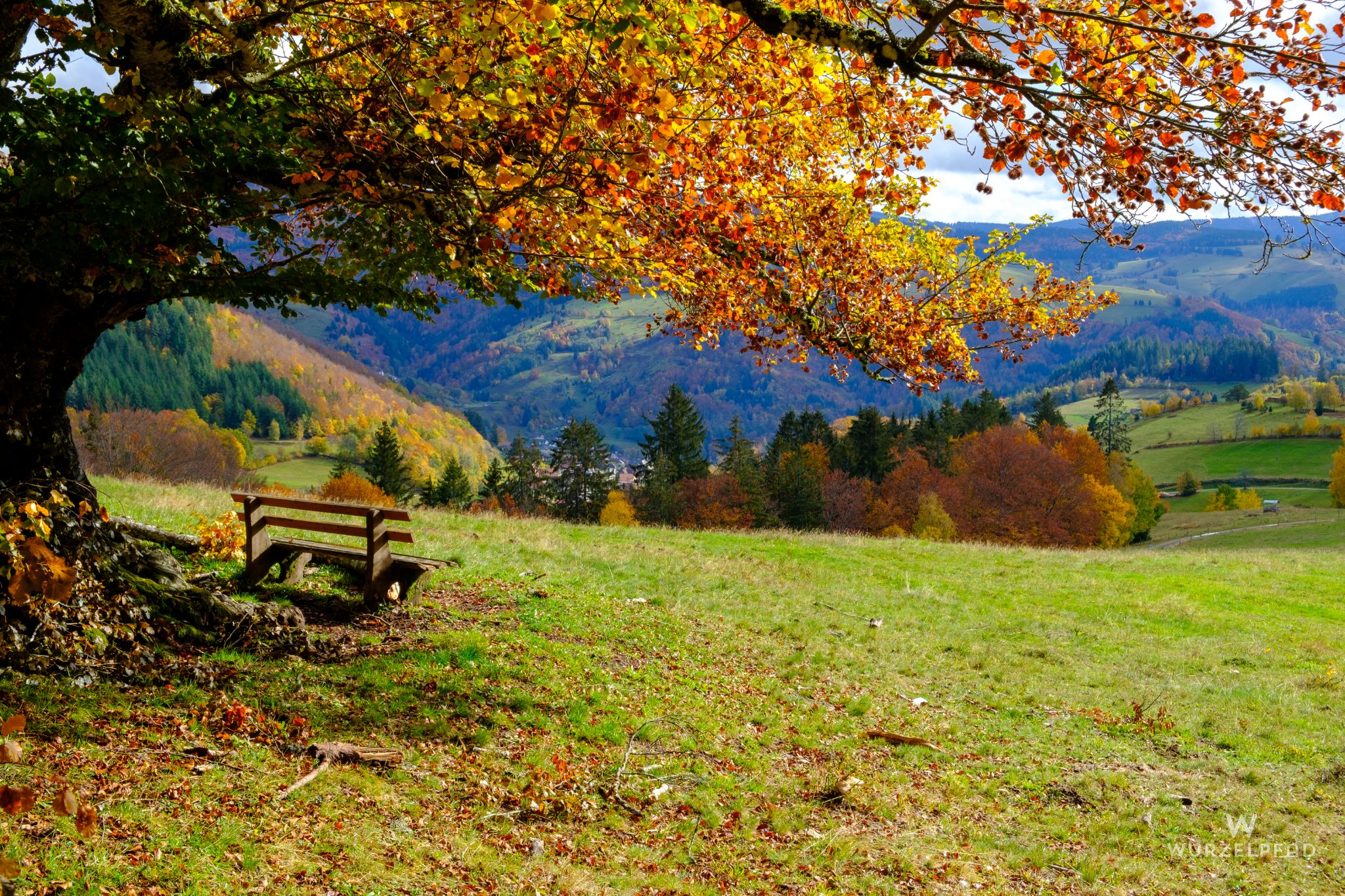Bank an der Baumruine